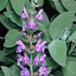 salvia officinale, vecchio vigneto, agriturismo, irpinia, agriturismo campania, campania agriturismo, roccabascerana, irpinia